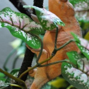 559427 2708467930243 1813183518 1630855 1902372512 n
My other beautiful female who we thought was a male for the longest time cause she has a lot of