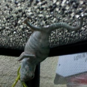 IMG 20120503 110422
This is Blurberry our new addition he is a nosy be panther and so adorable, the most beautiful stunning blue when he soaks up the