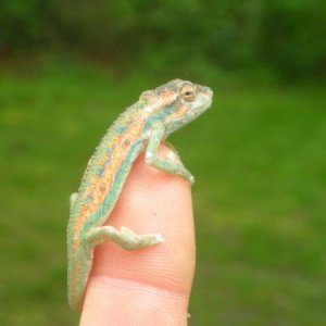 Bradypodion pumilum 4 month male
5/25/12