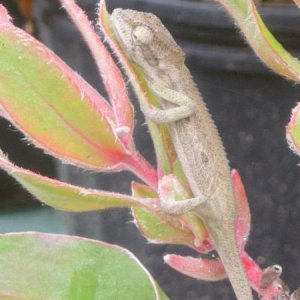 Bradypodion pumilum 4 month female
5/25/12