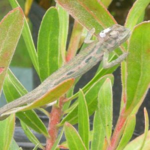 Bradypodion pumilum female 4 month
5/25/12