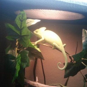 rescued female veiled staring to grow and look good.