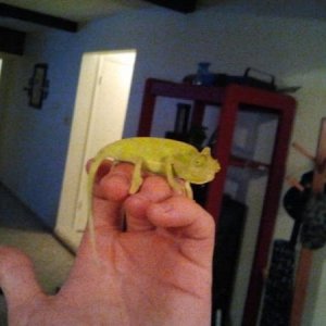 2012 05 28 new 2 month old newton baby from fl chams recieved 5.23.12