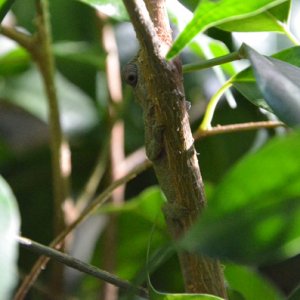 You can't see me, I'm a twig.