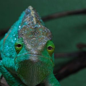 Hera 3 1/2 years old 318 grams  5/26/12   #011