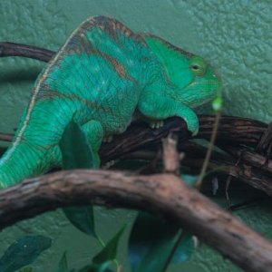 Hera 3 1/2 years old 318 grams 5/26/12    #149