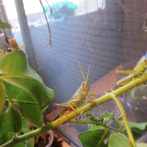 F1 Adult and sub adult nymphs Schistocerca shoeshone