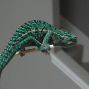IMG 3741