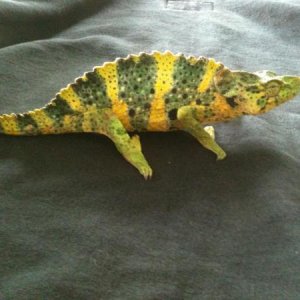 CB female      1/2 Malawi and 1/2 Tanzania