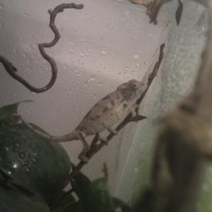 Male Ambilobe 2-3 months old.