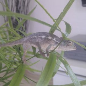 Male Ambilobe 2-3 months old.