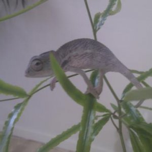 Male Ambilobe 2-3 months old.