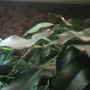 Male Ambilobe 2-3 months old.