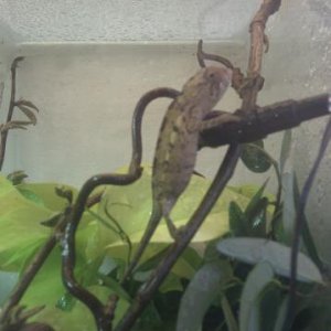 Female Ambilobe 2-3 months old.