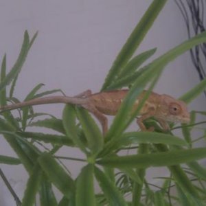 Female Ambilobe 2-3 months old.