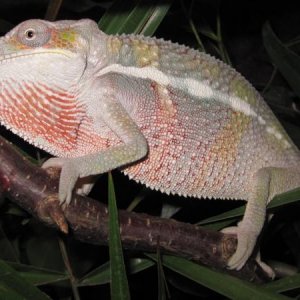 Male Ambilobe 4-5 months old.