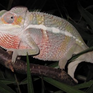 Male Ambilobe 4-5 months old.