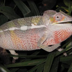 Male Ambilobe 4-5 months old.