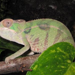 Nosy Mitsio about 3 months old.