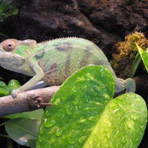 Nosy Mitsio about 3 months old.