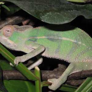 Nosy Mitsio about 3 months old.