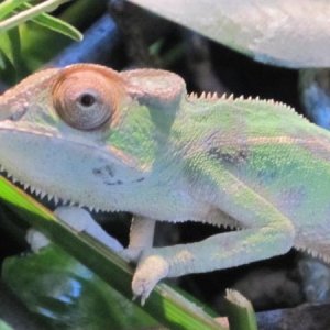 Nosy Mitsio about 3 months old.