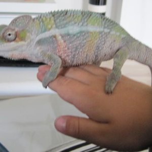 Ambilobe sitting on my sons hand.