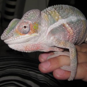 Ambilobe sitting on my sons hand.