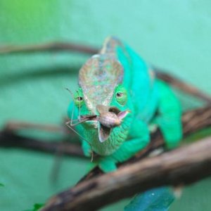 Hera eating a mantis  6/6/12    #007