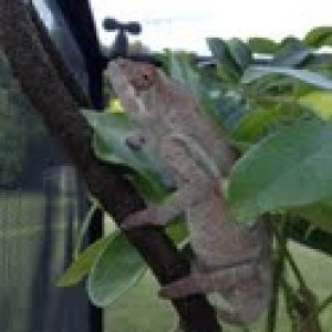 Sambava female. About four to five month old and displaying some very nice aquas.