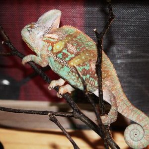 Jaba. One of our male Veiled breeders when he was a youngling.
