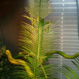 Climbing the back of the fern, holding on for dear life!