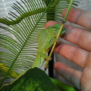 Probably not a fan of this, but it warmed up to my hand being by it, and laid its body on my fingers.