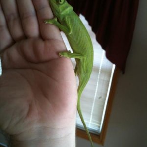 Day 1 and already climbing on my hand.