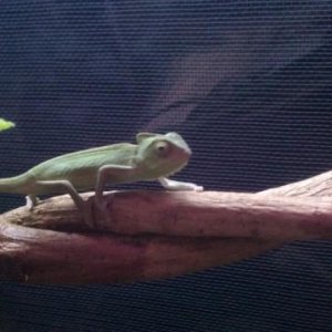 leaving the container on to his branch
