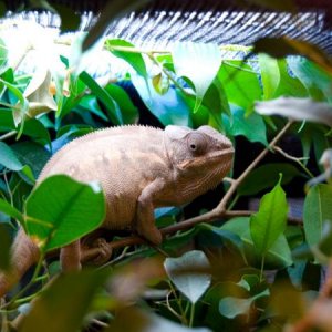 Tamatave ready to lay eggs anytime.
