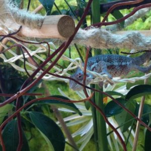 ambilobe male - 5 months