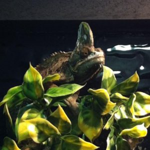 Yoshi still adjusting...