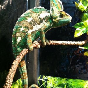 Yoshi hanging out on his favorite branch.