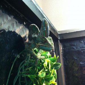 Yoshi spotting a superworm...mmmm....*crunch*