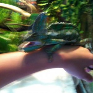 Yoshi doesn't like my phone so much...
