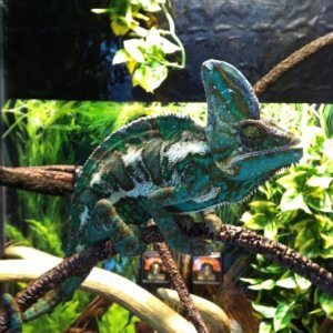 Yoshi swallowing his food.