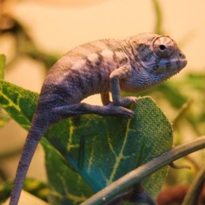 A month old male nosey be panther chameleon
