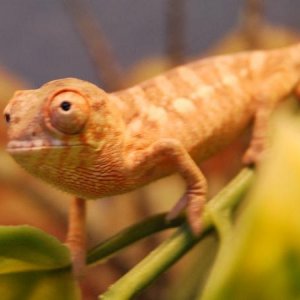 A month old female panther chameleon