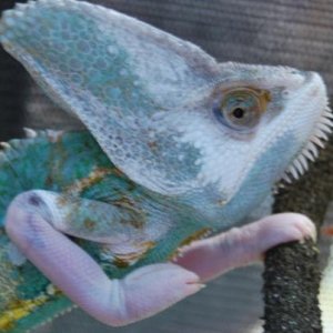 This is Leo, he's a Super translucent veiled male chameleon