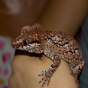 gargoyle retic