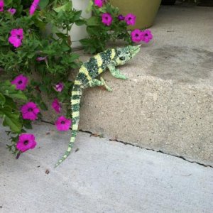 Oscar visits the neighbor