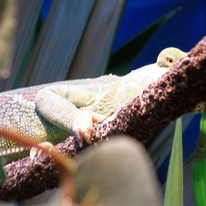 This is how we normally see Teal'c once we open her enclosure door. Just an eye poking round either side of her basking vine.