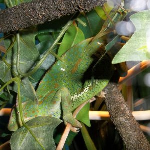 Taken through the mesh, as you can see, but this pic shows off her colours really nicely.

Oh how we all enjoy playing "spot the chameleon" for hour