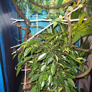 A wide shot of Tealc's enclosure